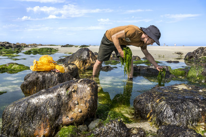France, Finistère, Pays Bigouden (Bigouden country), Bay of Audierne, Plozevet, Lenny Gouedic co-creator of Begood Alg, harvesting wild edible algae (Ao Nori) on foot on the beach at low tide