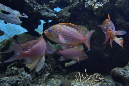 France, Var, Ile des Embiez, the Paul Ricard Oceanographic Institute, Swallowtail sea perch (Anthias anthias)