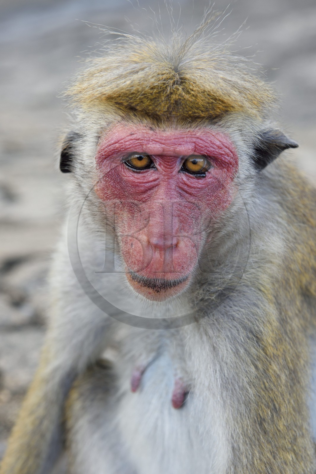 Sri Lanka, province centrale, district de Matale, Sigiriya, Toque macaque (Macaca sinica)