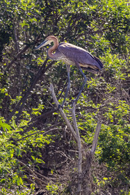 Rwanda, Parc national de l'Akagera, le lac Ihema, héron goliath (Ardea goliath)