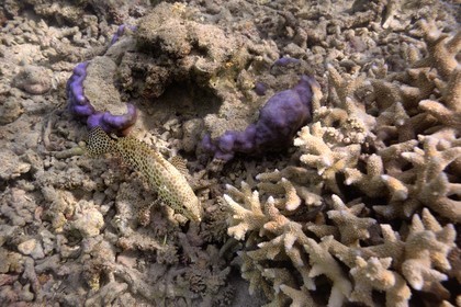 France, Ile de la Reunion, Côte Ouest, Saint-Gilles-Les-Bains (commune de Saint-Paul), le récif corallien du lagon de l'Ermitage, mérou tacheté (vue sous-marine)