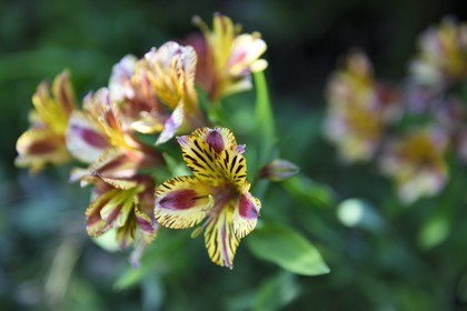 France, Alpes-Maritimes, Menton, garden Serre de la Madone, Peruvian lily (Alstroemeria)
