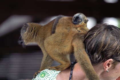 France, Mayotte island (French overseas department), Grande-Terre, Kani-Keli, the Maore Garden at N’Gouja beach, tawny lemur (Eulemur fulvus mayottensis) also called maki