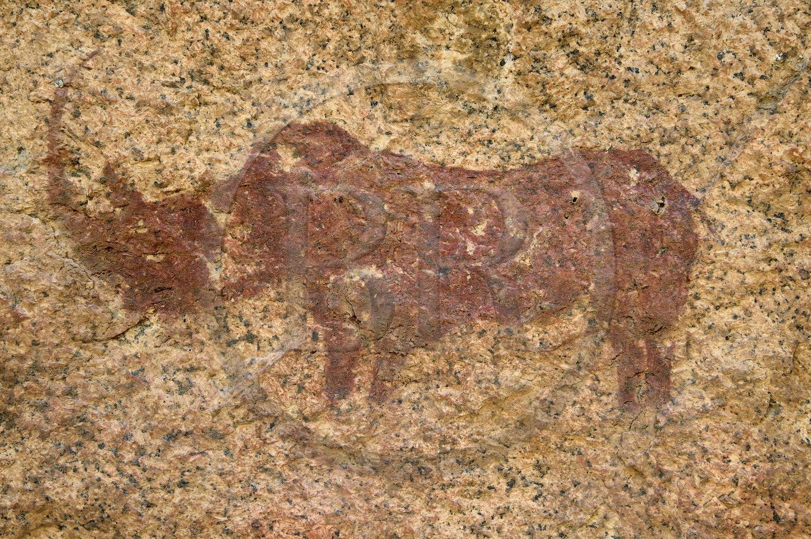 Namibie, région de Erongo, Damaraland, les monts Pondok à l'Est du Spitzkoppe dans le désert du Namib, peintures rupestres sous un surplomb granitique appelé le Paradis du Bushman qui auraient été peintes entre 4.400 av. JC et 100 après JC, représentation d'un rhinocéros