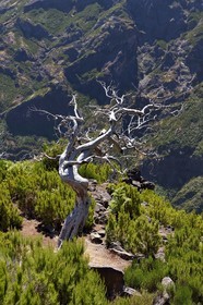 Portugal, Ile de Madère, randonnée sur le Vereda do Areeiro entre les monts Pico Ruivo (1862m) et Pico Arieiro (1817m), bruyères arborescentes brulée en 2010