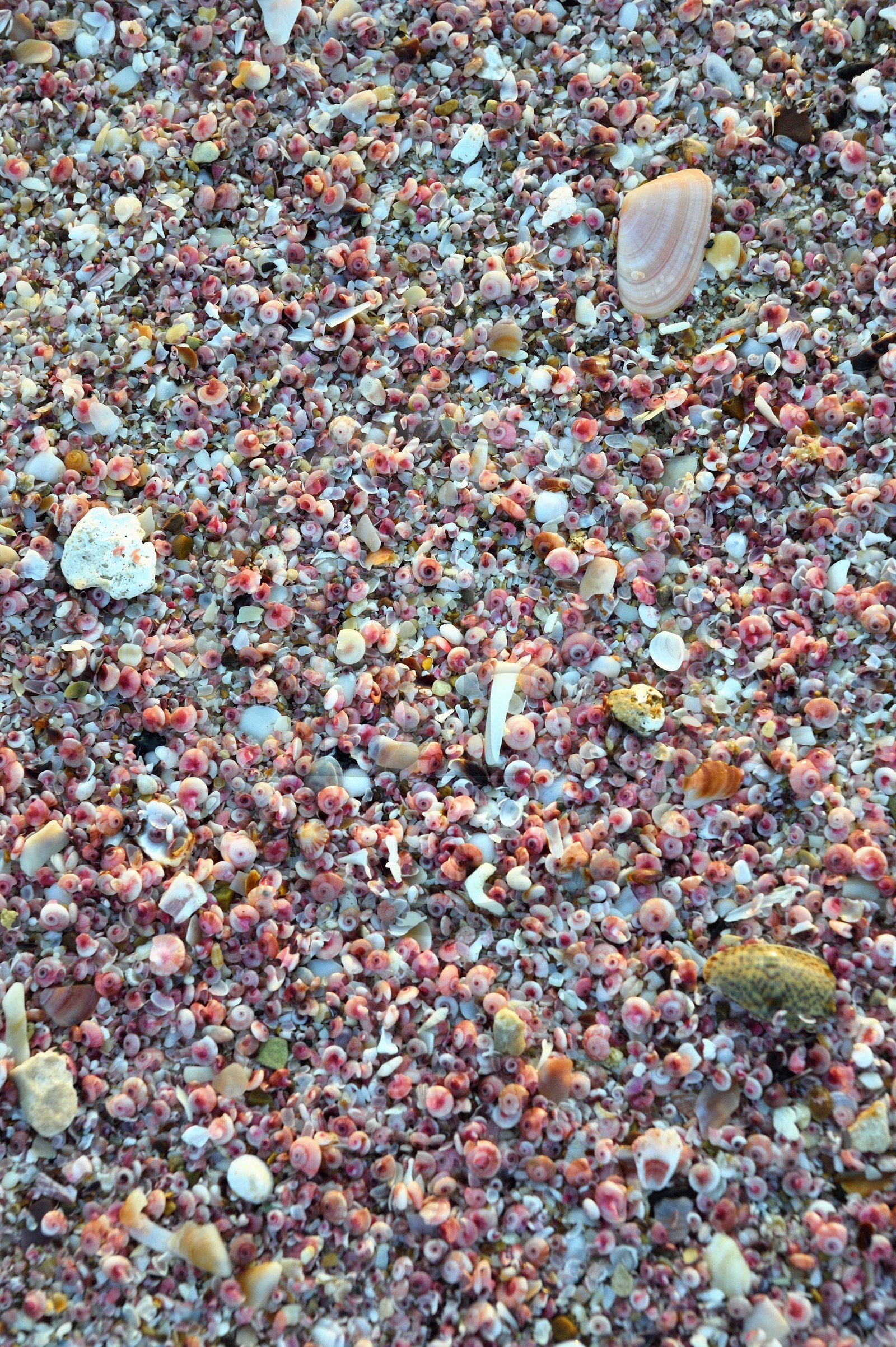 Sultanat d'Oman, gouvernorat de Ash Sharqiyah du Sud, Ras al Hadd, plage couverte de coquillages roses