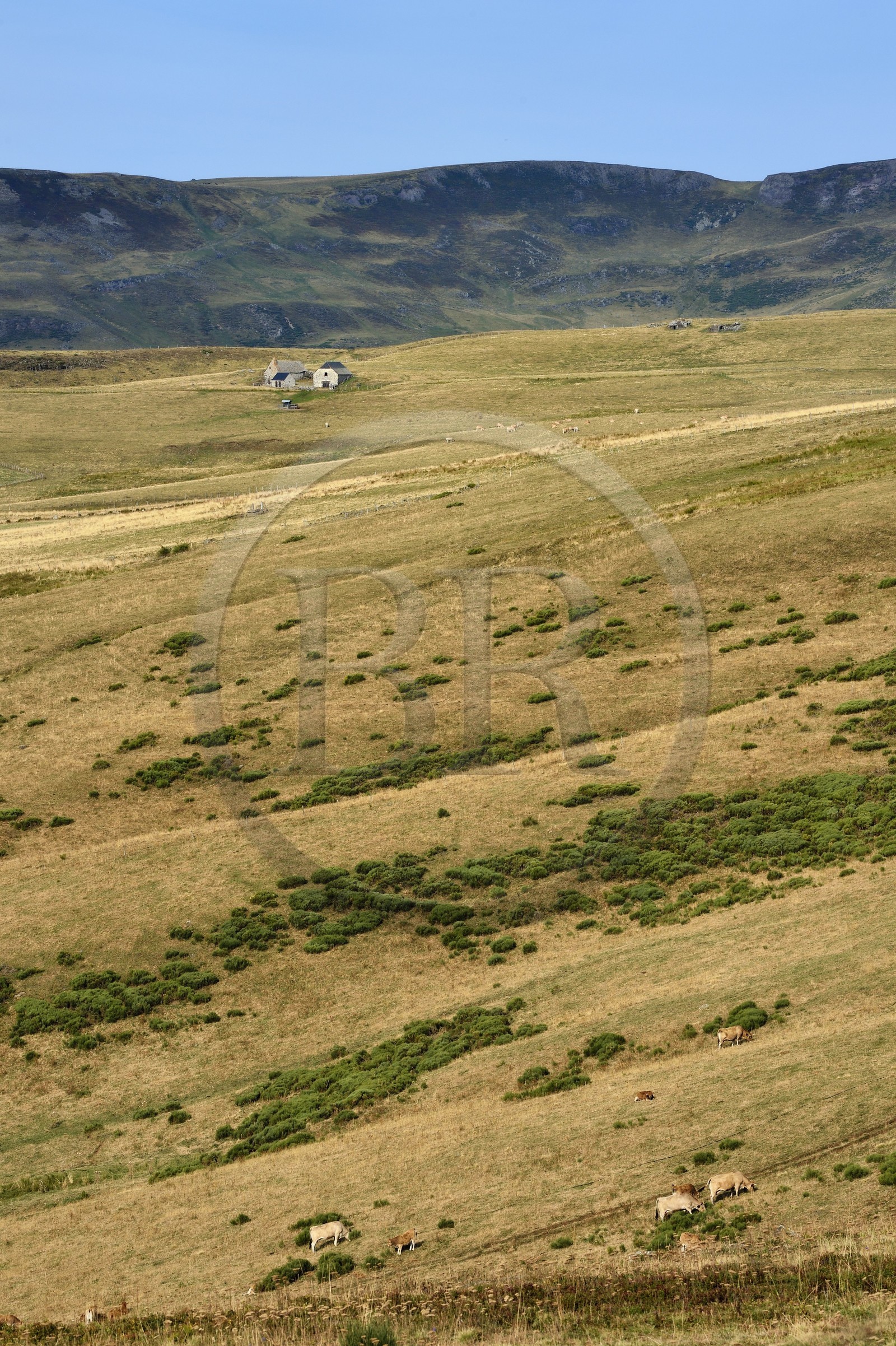 France, Cantal (15), Parc Naturel Régional des Volcans d’Auvergne, vallée de Brezons, estives en altitude, troupeau de vache de race Aubrac