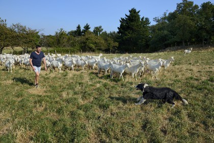 France, Loire, Parc Naturel Regional du Pilat (Natural Regional Park of Pilat), Pelussin, production by the GAEC de la Cabriole from Rigotte de Condrieu AOC goat cheese, the herd of goats from Claude and Andre Boucher, André Boucher with his dog