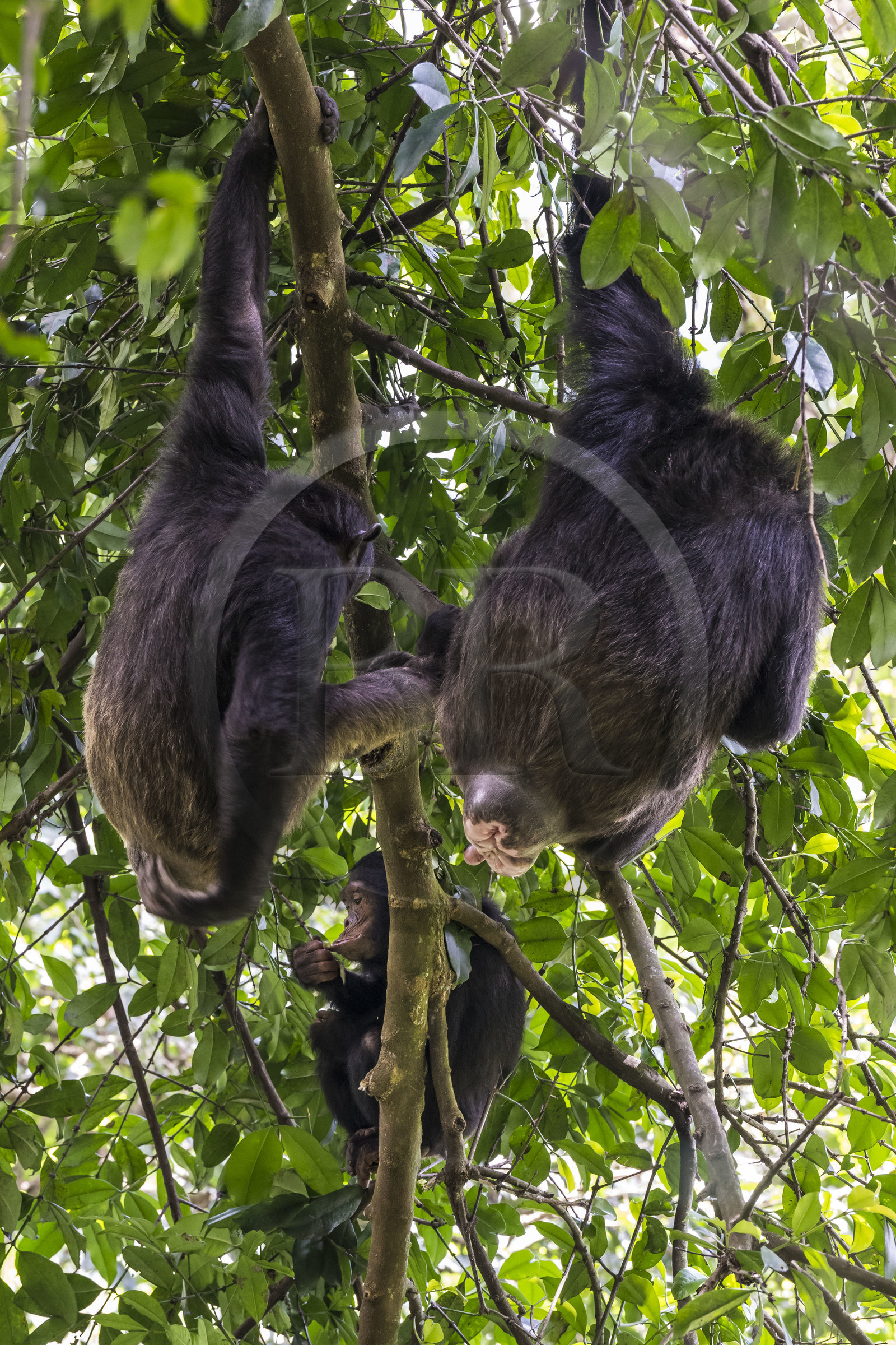 Rwanda, Province de l’Ouest, Nyakabuye, Parc national de Nyungwe, forêt tropicale humide naturelle de Cyamudongo, Chimpanzés commun (Pan Troglodytes) dont une femelle avec une vulve dilatée en période d'œstrus, période d'accouplement