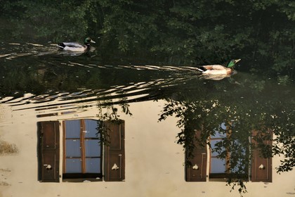 France, Côte d'Or (21), Semur-en-Auxois, canards et reflets sur la rivière l'Armançon