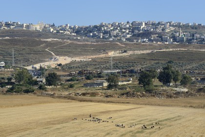 Israel, district du nord, Galilée, Nazareth, berger et son troupeau