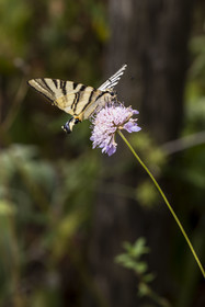 France, Alpes-Maritimes, Mouans-Sartoux, Gardens of the International Museum of Perfumery (Musée International de la Parfumerie - MIP), scarce swallowtail (Iphiclides podalirius) butterfly