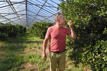 France, Var, La Londe les Maures, Philippe Carra manages the Domaine du Jasson, citrus farming in the greenhouse, kaffir lime (Citrus hystrix)