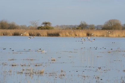 France, Indre, Berry, Parc Naturel Regional de la Brenne (Natural Regional Park of La Brenne), La Touche pond, ducks