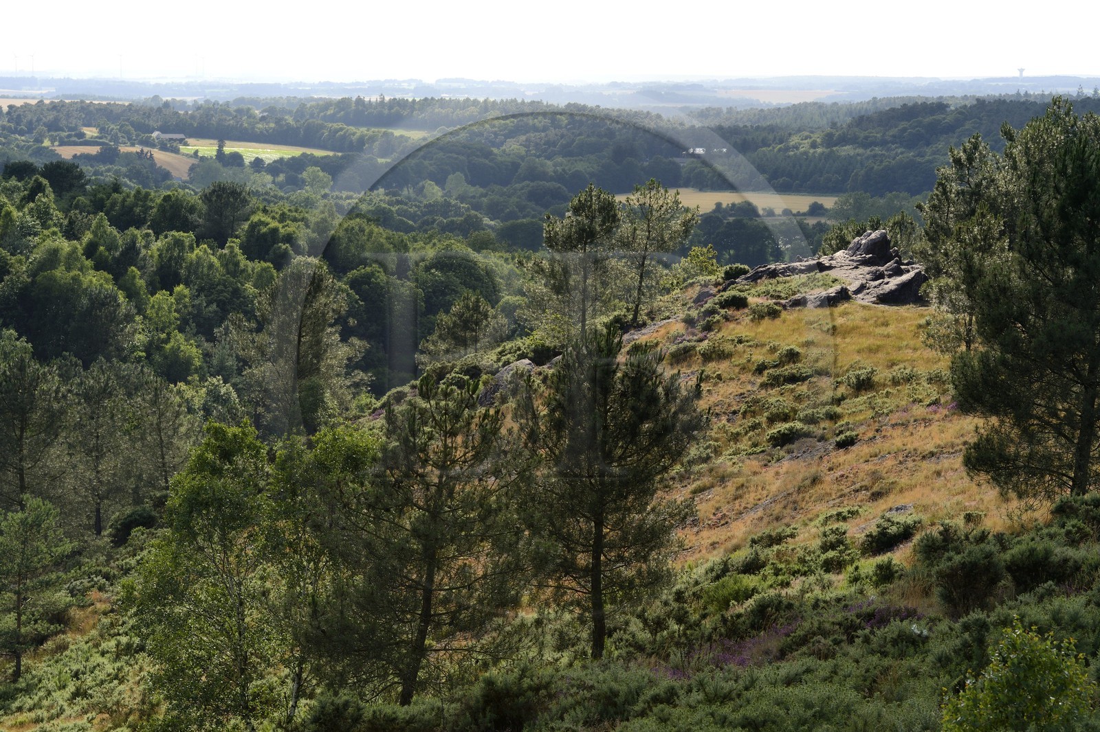 France, Morbihan (56), forêt de Brocéliande, Tréhorenteuc, la lande du Val sans retour France, Morbihan (56), forêt de Brocéliande, Tréhorenteuc, la lande du Val sans retour