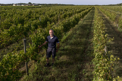 France, Charente-Maritime (17), Ile d'Oléron, Saint-Pierre-d'Oléron, hameau de La Coindrie, le vigneron Eric Mage dans son vignoble