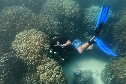 Sultanat d'Oman, gouvernorat de Mascate, réserve naturelle des Iles Daymaniyat, le plongeur photographe et réalisateur de films Darryl MacDonald dans le récif corallien