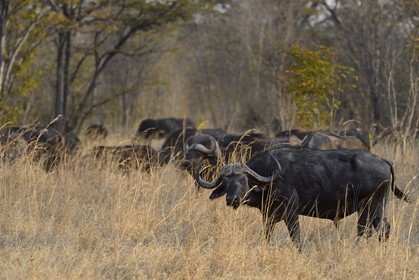 Zimbabwe, Matabeleland North Province, Hwange National Park, african buffalo (Syncerus caffer)