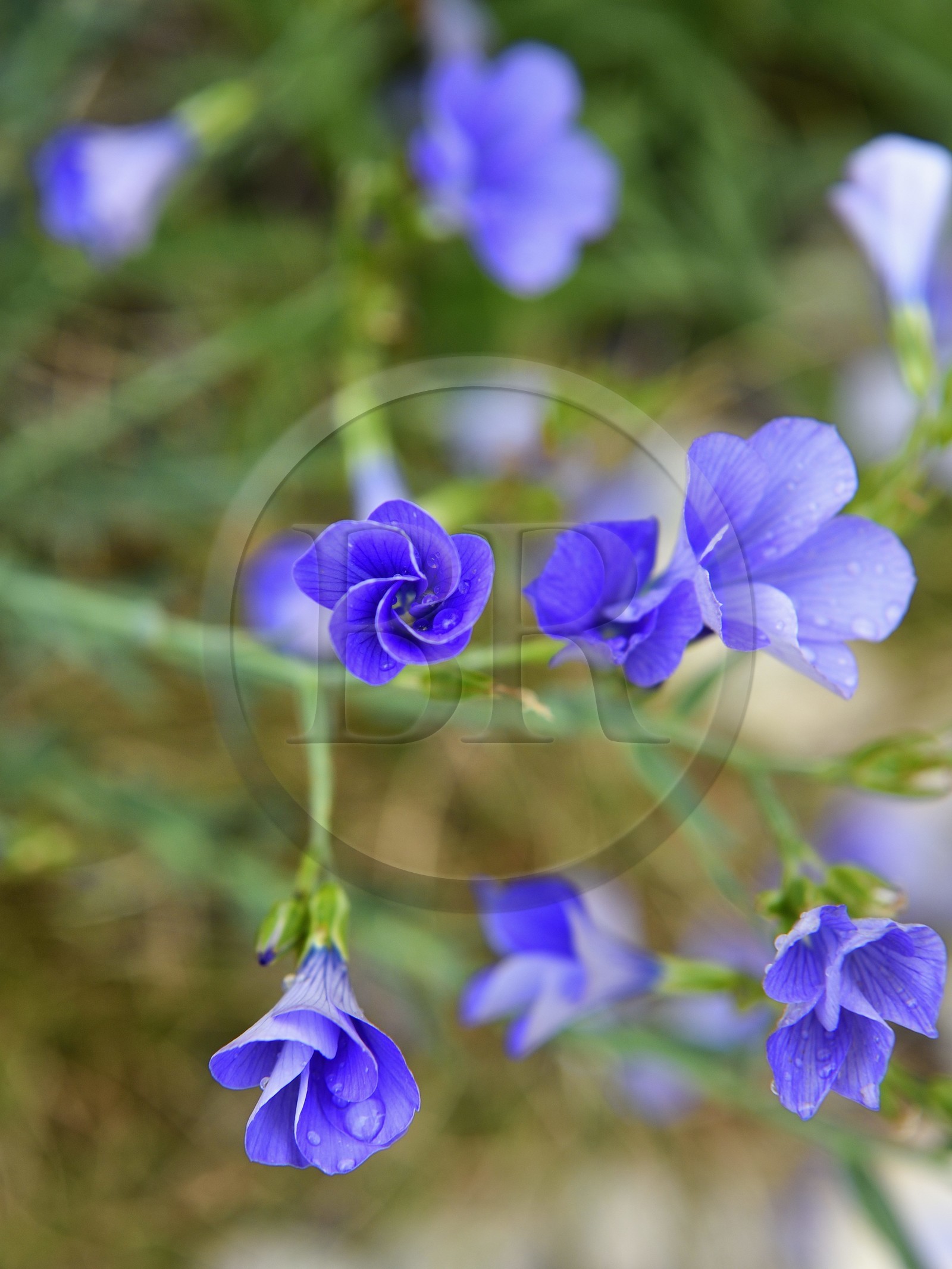 France, Var (83), Plan-d'Aups-Sainte-Baume, parc naturel régional de la Sainte-Baume, Massif de la Sainte-Baume, lin de Narbonne (Linum narbonense)