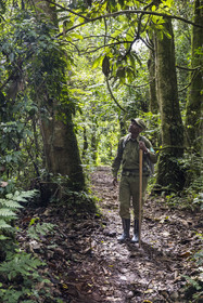 Rwanda, Province de l’Ouest, Nyakabuye, Parc national de Nyungwe, forêt tropicale humide naturelle de Cyamudongo, le garde de African Parks Claver Mtoyinkima sur la piste des chimpanzés