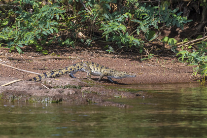 Rwanda, Parc national de l'Akagera, le lac Ihema, jeune crocodile du Nil (Crocodylus niloticus)