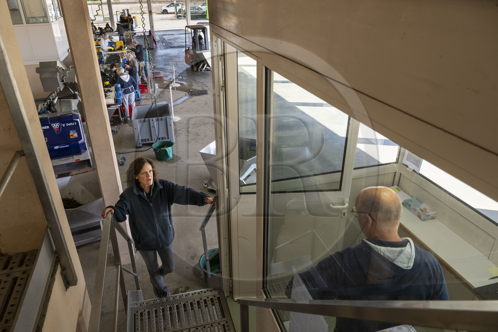 France, Côte-d'Or (21), les climats de Bourgogne classés Patrimoine Mondial de l'UNESCO, Beaune, Cuverie des Hospices de Beaune, la régisseur et vinificatrice des Hospices de Beaune Ludivine Griveau gère le ballet des arrivées de raisins et leur parcours jusque dans les cuves en ce jour de vendanges