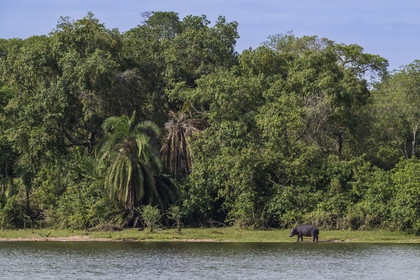 Rwanda, Parc national de l'Akagera, le lac Ihema, Hippopotame (Hippopotamus amphibius) en bordure du lac