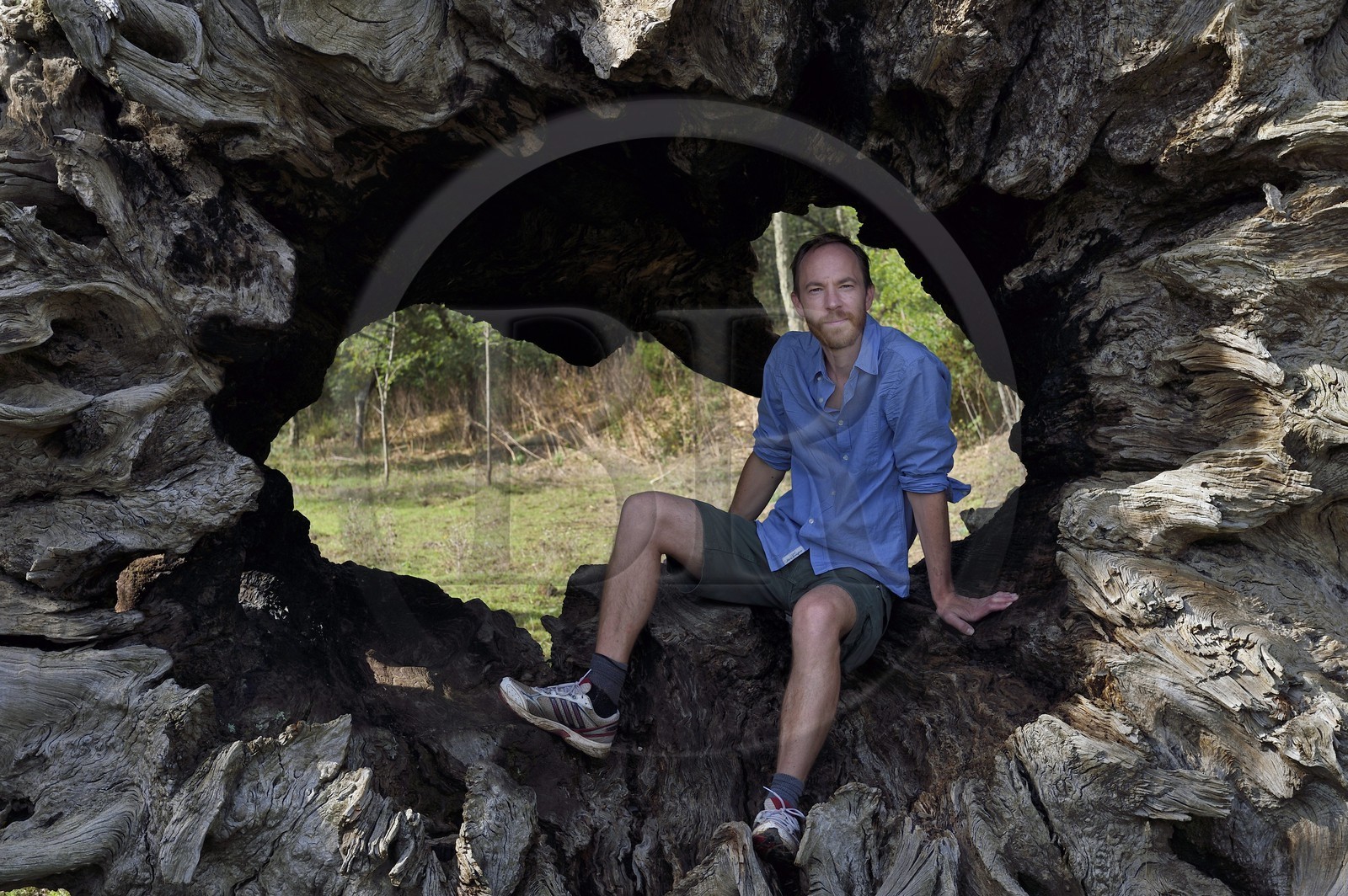 France, Var (83), Massif des Maures, Collobrières, plateau Lambert, souche calcinée du châtaignier de Madame de Sévigné, Vincent Noyoux