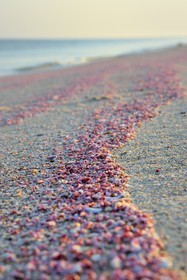 Sultanat d'Oman, gouvernorat de Ash Sharqiyah du Sud, Ras al Hadd, plage couverte de coquillages roses