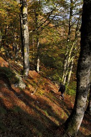 France, Haut-Rhin (68), la route des Crêtes, réserve naturelle de Tanet-Gazon-du-Faing,  randonneurs dans la forêt vosgienne sur le flan est