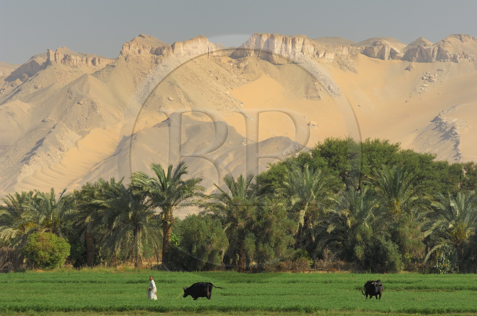 Egypte, désert libyque, oasis de Dakhla, travaux des champs Egypte, désert libyque, oasis de Dakhla, travaux des champs