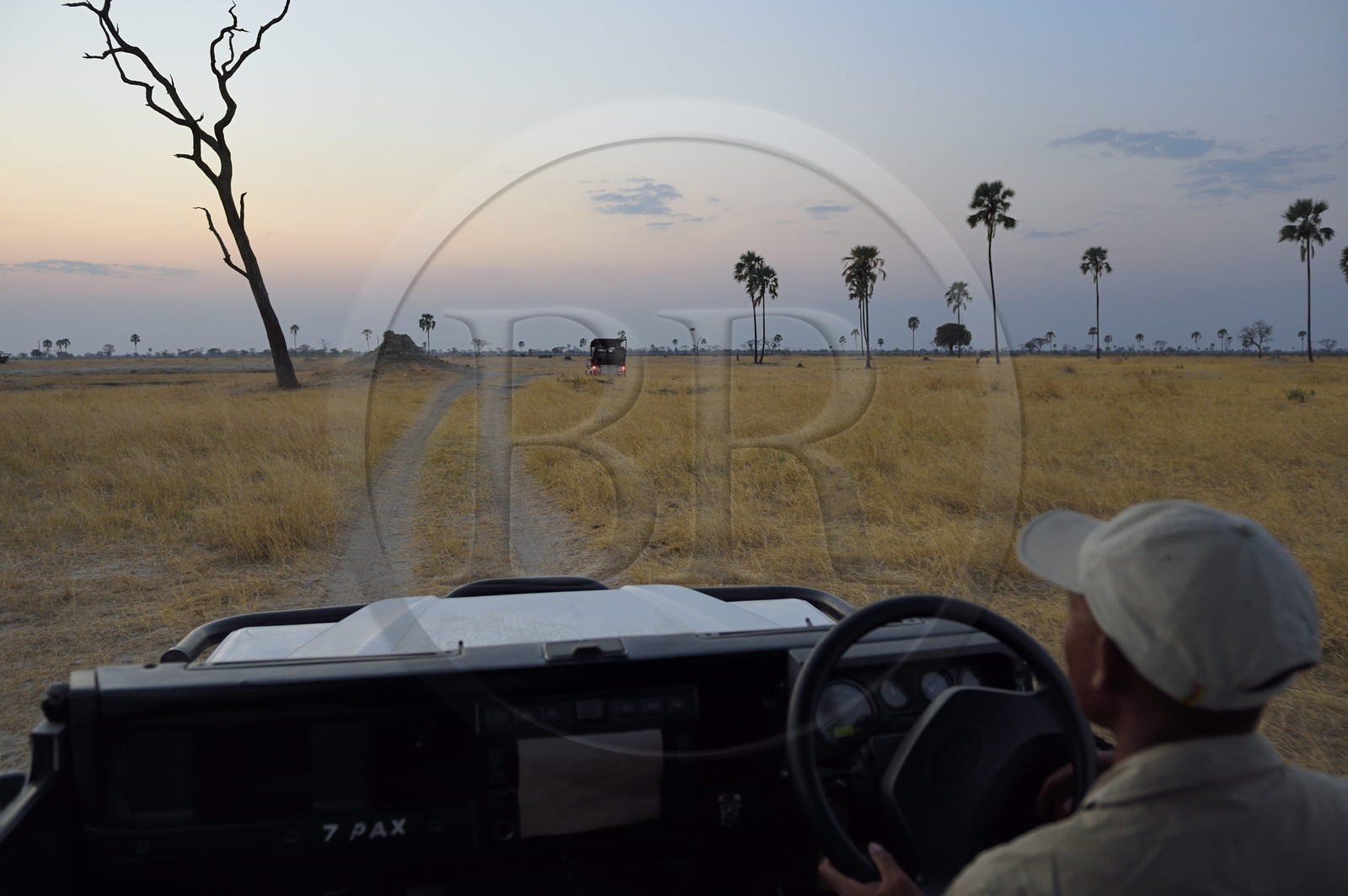 Zimbabwe, province de Matabeleland septentrional, parc national Hwange, à la découverte de la faune de la savane sur une piste au crépuscule