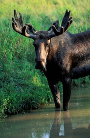 Canada, Quebec, La Verendrye Wildlife Reserve, male moose