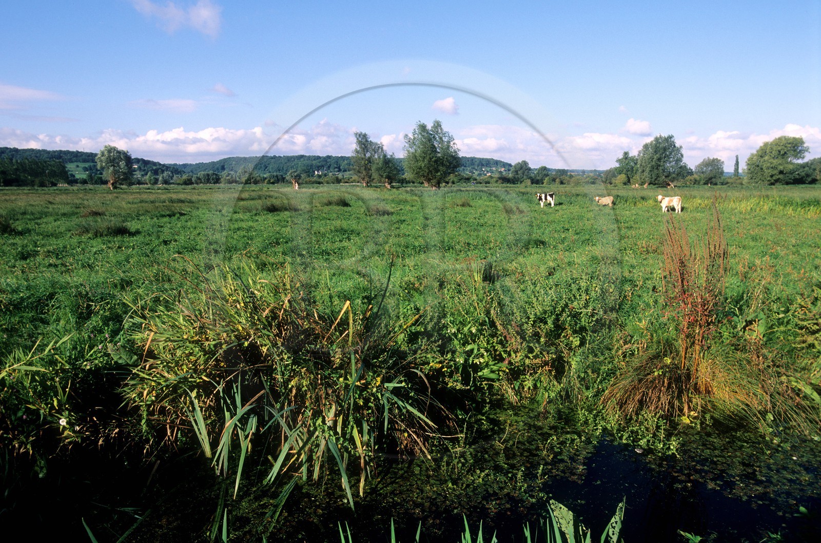 France, Eure (27), le Marais-Vernier