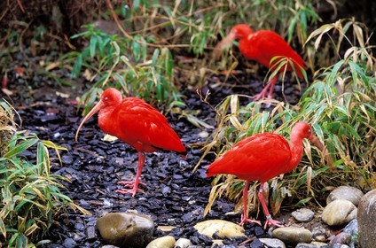 France, Haut Rhin, Mulhouse, red ibis in the botanical and zoological park (Alsace)