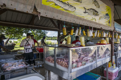 France, Guyane, Kourou, poissonnier sur le port de pêche, vente de la pêche du jour (requin, merou, dorade, machoiran) sur l'étal