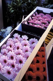 France, Var, Saint Tropez, flowers on the market