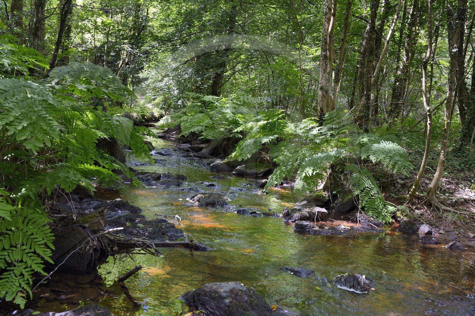 France, Ille-et-Vilaine (35),  forêt de Brocéliande, la vallée de l'Aff France, Ille-et-Vilaine (35),  forêt de Brocéliande, la vallée de l'Aff