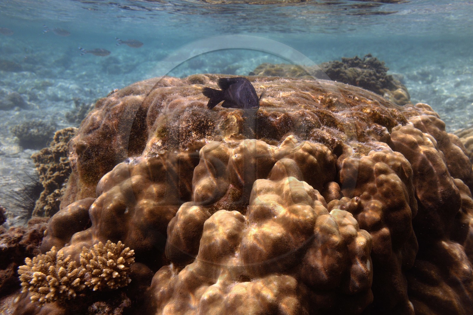 France, Ile de la Reunion, Côte Ouest, Saint-Gilles-Les-Bains (commune de Saint-Paul), le récif corallien du lagon de l'Ermitage (vue sous-marine)