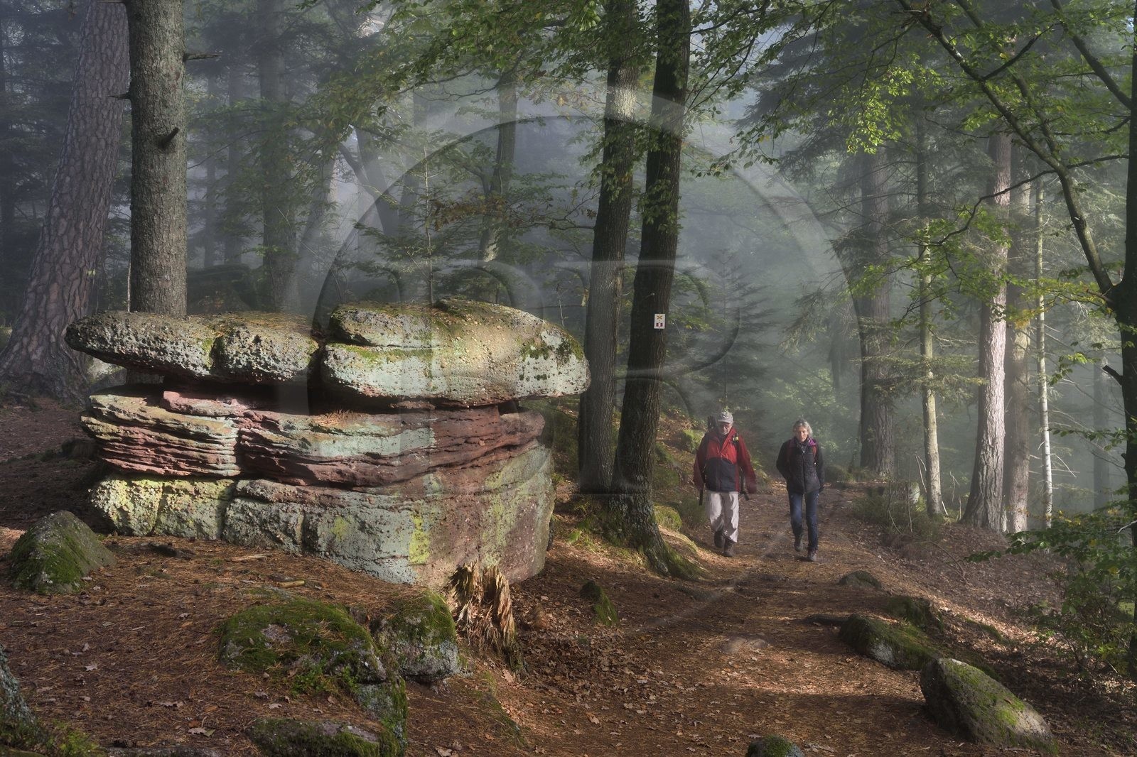France, Bas-Rhin (67), Mont Saint-Odile, randonnée le long du Mur Païen, rocher de grès intégré au vestige d'un mur d'enceinte probablement de l'époque mérovingienne d'une longueur totale de onze kilomètres