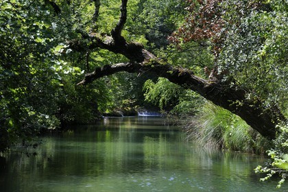 France, Var (83), Provence Verte, Tourves, rivière du Caramy dans les Gorges du Caramy
