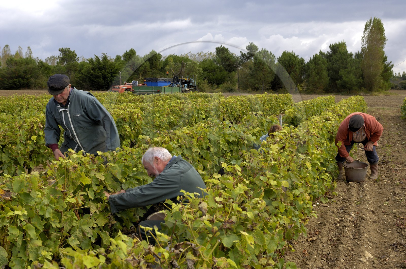 France, Charente-Maritime (17), Ile d'Oléron, Le Château d'Oléron, vendanges à la main dans les vignes de Michel Patoizeau