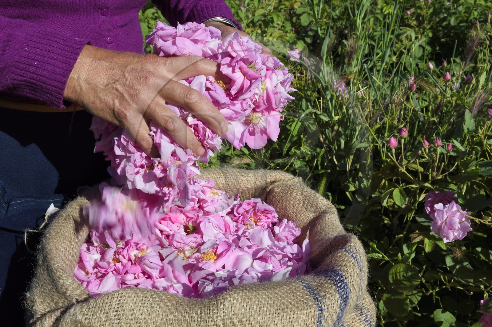 France, Alpes-Maritimes (06), Grasse, champ de rose Centifolia réputée pour son parfum