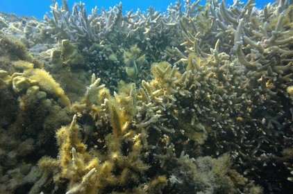 France, Ile de la Reunion, Côte Ouest, Saint-Gilles-Les-Bains (commune de Saint-Paul), le récif corallien du lagon de l'Ermitage (vue sous-marine)
