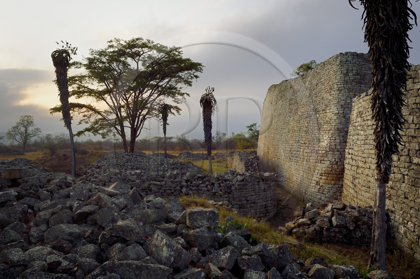 Zimbabwe, province de Masvingo, les ruines du site archéologique du Grand Zimbabwe, classé Patrimoine Mondial de l'UNESCO, Xème au XVème siècle, porte nord-est du mur extérieur du Grand Enclos et Aloe excelsa ( Zimbabwe Aloe)