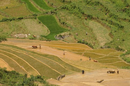 Vietnam, Lao Cai province, Bac Ha district,  Can Cau, rice plantations in terraces
