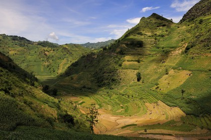 Vietnam, Lao Cai province, Bac Ha district,  Can Cau, rice plantations in terraces