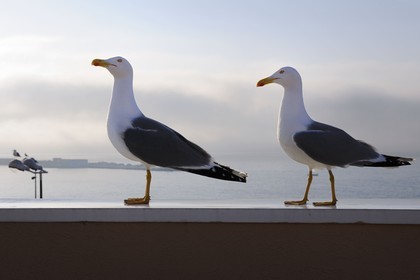 France, Herault, Sete, seagulls
