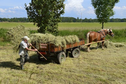 France, Bas Rhin, the Ried, Muttersholtz, farmer gathering hay