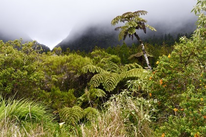 France, Reunion island (French overseas department), Reunion National Park listed as World heritage by UNESCO, La Plaine des Palmistes, Bebour forest, Bras Cabot hiking trail, tree ferns (Cyathea glauca)